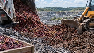 Grape Waste Restores Slate Dumps: Spanish team turns mine fines soil-like; supports early land reclamation