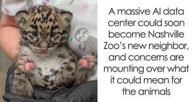Nashville Zoo Sounds The Alarm As Controversial AI Infrastructure Creeps Toward Endangered Animals