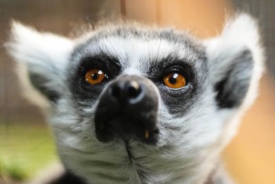 Bangladesh says two stolen lemurs have been taken to billionaire’s private zoo in India