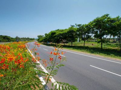No trees, no completion certificate: NHAI mandates 80% plantation and 90% sapling survival along National Highways