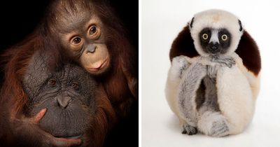 Joel Sartore Spent 20 Years Photographing Animals, Here Are 31 Of His Best Shots