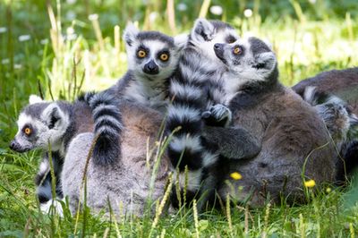 Bangladesh want Interpol’s help to repatriate two rare stolen lemurs