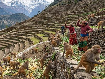 Nepal’s farmers carved farms into the Himalayas, but now this growing problem is destroying their harvests and triggering a wildlife crisis