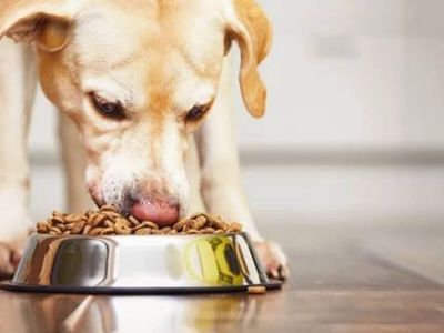 Dog supplements sold on Amazon and Chewy in the US recalled over possible salmonella contamination