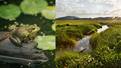 Mississippi landowner turns property into home for 500 endangered frogs