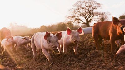 17 pigs rescued before New Zealand island’s feral population was eradicated
