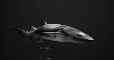Face to face with a shark: Newcastle photographer wins global award