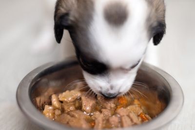 Dog supplements sold on Amazon, Chewy part of urgent recall