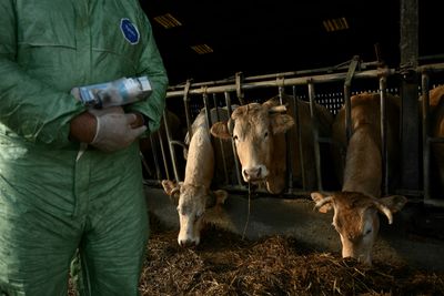 South Dakota Confirms Its First Cattle Anthrax Case of 2026 as Officials Quarantine a Meade County Herd