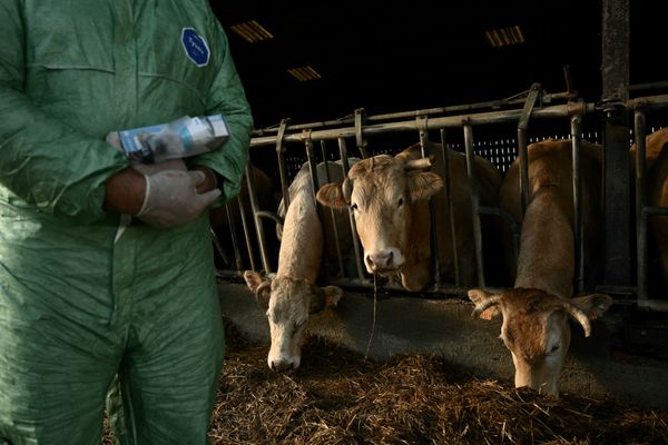 South Dakota Confirms Its First Cattle Anthrax Case of 2026 as Officials Quarantine a Meade County Herd