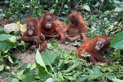 Baby orangutans found in forest in India spark trafficking investigation