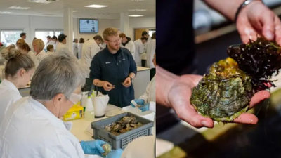 260 volunteers prep 20,000 oysters as Britain rebuilds a lost marine habitat