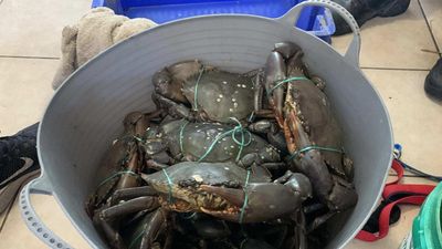 Boats seized, mud crabs freed in seafood sting