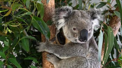 'Crossroads moment': Greens at odds over carbon scheme