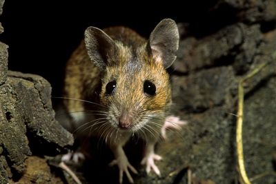 Country diary: A little garden mystery – why are the wood mice hoarding opium seeds?