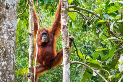 India launches trafficking investigation after five baby orangutans found abandoned in forest
