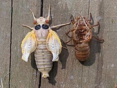 In 2021, more than 125,000 people downloaded Cicada Safari to photograph Brood X; by May 17, they had submitted over 50,000 photos and videos for mapping