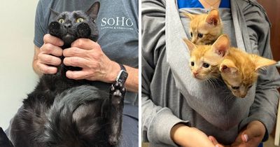 This Vet Clinic Shared 45 Photos Of Cats Having The Funniest Reactions During Appointments