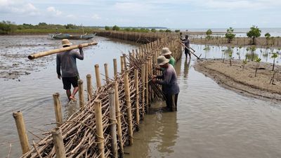 Mangrove Restoration In Indonesia: Bamboo barriers help coasts recover; model for Asia