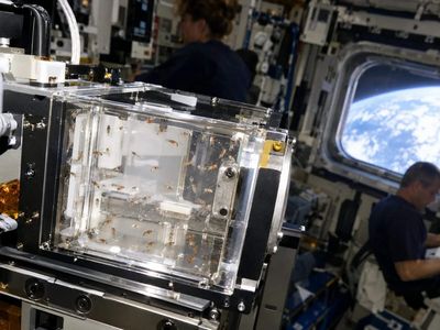 In 2006, NASA launched 75 fruit flies on STS-121 for 13 days; Discovery returned with about 3,000, including a new generation that developed in space