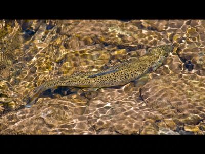 In 1864, Tasmania imported brown trout for sport. 162 years later, it is building barriers to save a native fish reduced to just 6,000 individuals