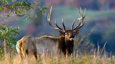Elk Herd Roaming Farther: Reintroduced West Virginia animals test new range; tourism tours expand