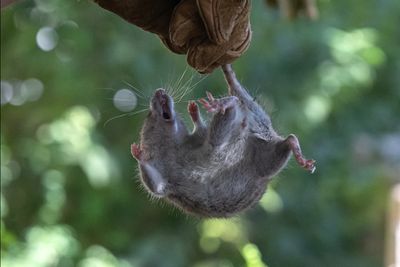 A Rat in His Toilet Bit His Fingers and Gave Him a Disease That Normally Spreads Through Urine