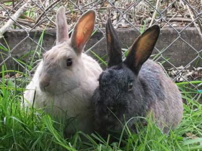 In 1865, rabbits were released on a remote New Zealand island as emergency food for shipwreck survivors; they survived for 127 years and developed distinctive traits
