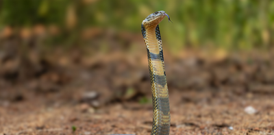 Snakebites kill tens of thousands every year, could our new research change that?