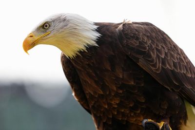 Canada helped save the bald eagle from near extinction in the US – does the White House know?