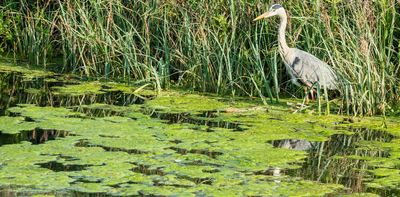Heatwaves are making toxic algae worse, but the real problem is what we are putting into our rivers and lakes