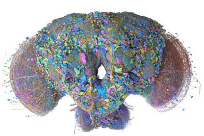 Developers Use Google-Mapped Fruit Fly Brain in Minecraft and Beat Saber, Then Start Building It 'Fruit Fly Heaven'