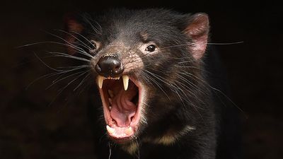 New light on Tassie devils' life on mainland Australia