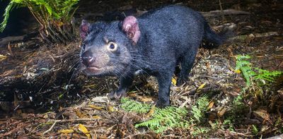 New fossils show Tasmanian devils lived with people in outback Western Australia 45,000 years ago