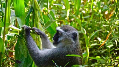 Monkeys kept raiding his maize; indigenous crops now help this Kenyan farmer