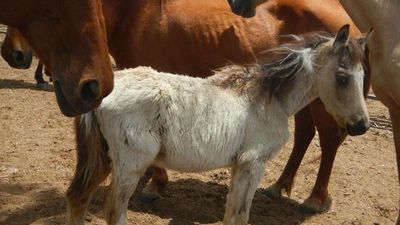 'Quite distressing': man convicted, horses euthanised