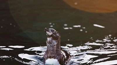From Galápagos penguins to giant daisy trees: Powerful El Niño could decimate rare wildlife