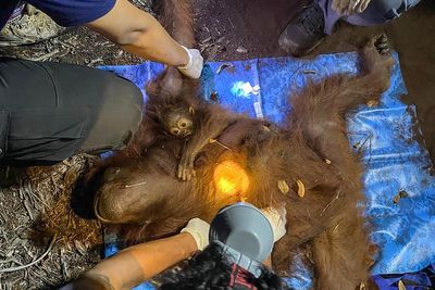 Six more orangutans rescued from wildfires raging in Indonesia’s Borneo