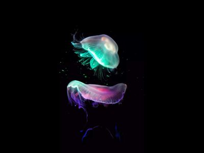 A 2024 review investigated the ‘immortal jellyfish’ and found that it can reverse its life cycle through cellular reprogramming, revealing clues to biological rejuvenation that may also carry cancer risks in humans