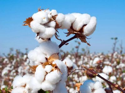 Cotton yarn price surge weighs on Indian textile industry as FTA gains remain elusive
