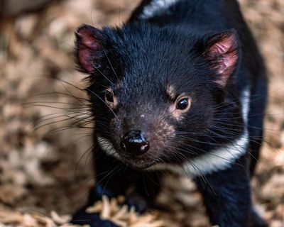 Tasmanian devils lived alongside humans in Pilbara for millennia, Juukan Gorge fossils reveal