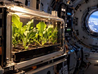 In 2004, ESA grew rocket seeds on the ISS with André Kuipers; after four days, dark-grown seedlings were taller and yellow, while lit ones stayed smaller and green