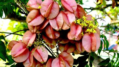 Rapid Bug Evolution Shifts: soapberry beaks adapt to golden rain tree; long-beaked form fades