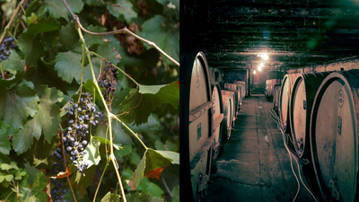 Australian Wine Glut Forces Vine Removal: growers rip out long‑established vines; China tariffs deepen hit