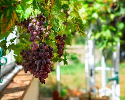 I heard it through the grapevine: everything you need to know about growing grapes