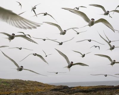 One in nine migratory birds threatened with extinction, global report says
