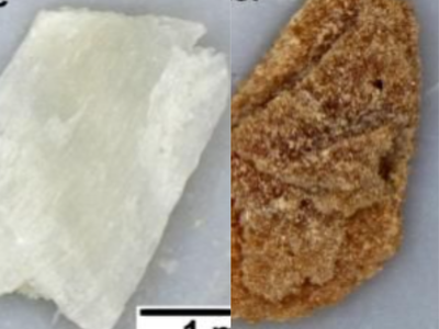 Researchers crushed mussel, cockle and oyster shells collected from a Dublin beach and added them to polluted water; the experiment cleaned the water while recovering valuable metals