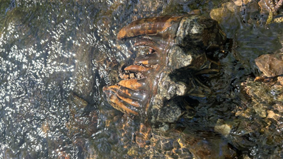 Scientist finds 10,000-year-old mastodon molar while surveying California creek for threatened frogs