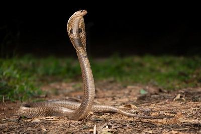 This antivenom cocktail could be game-changer for treating snakebites
