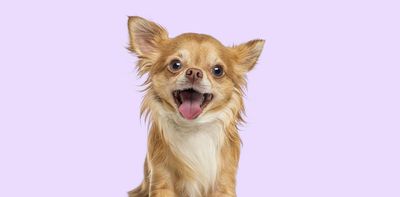 Chihuahua dogs are part coyote – this might help explain their ‘small but mighty’ reputation